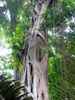 Strangler Fig.JPG (109 KB)
